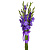 Букет из 9 сиреневых гладиолусов