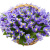 Букет из ирисов "Небо на ладони" Букет из ирисов "Небо на ладони"